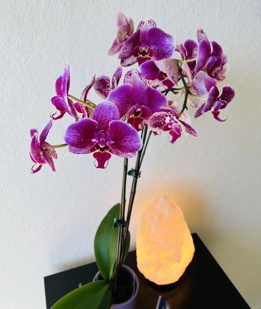 Office Flowers